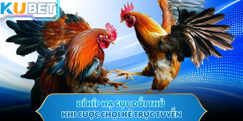 Bí kíp hạ gục đối thủ khi cược chọi kê trực tuyến