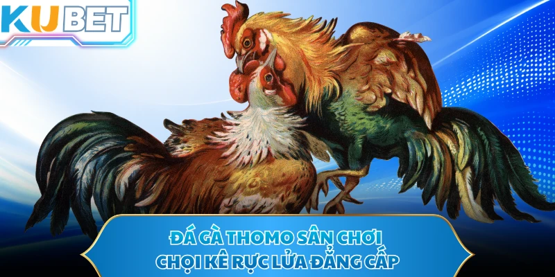 Đá gà Thomo sân chơi chọi kê rực lửa đẳng cấp